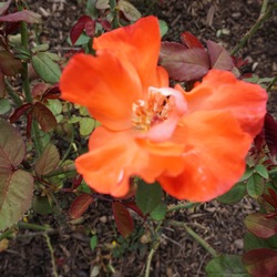 Artistry Rose 