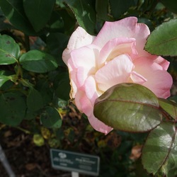Pink Promise Hybrid Tea Rose