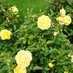 Julia Child Floribunda Rose 