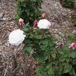 Milwaukee's Calatrava Shrub Rose, in bloom
