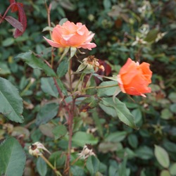 Carefree Celebration Rose 