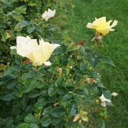 Limoncello Rose 