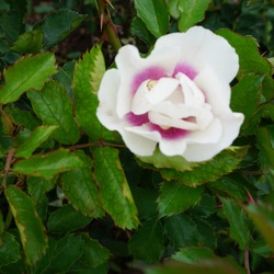 Bull's Eye Rose 