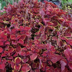 Ruby Slippers Coleus