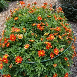 Zippy Dahlia, in bloom