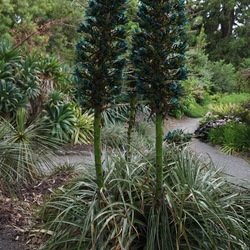 Sapphire Tower, in bloom