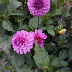 Flowers of Oreti Liz Dahlia 