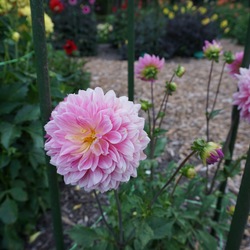 Grayval Esther Dahlia, in bloom
