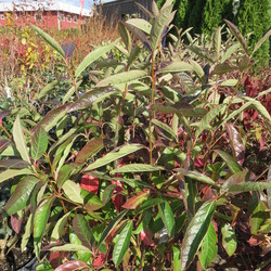 Witherod Viburnum