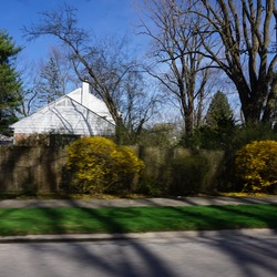 Forsythia 