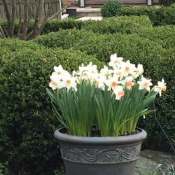 Daffodil 