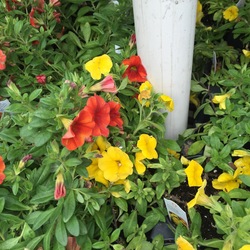 Aloha Kona Hot Orange, Aloha Nani Golden Girl Calibrachoa 