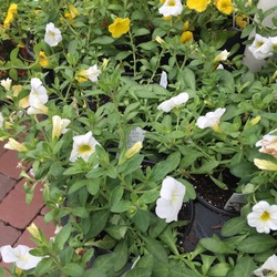 Aloha Nani Golden Girl Calibrachoa, Aloha Kona White Calibrachoa 