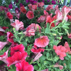 Dummen Orange Papaya Trailing Petunia, Plus Strawberry Ice Potunia 