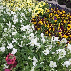 Sorbet Lemon Blueberry Swirl Viola, Sorbet Yellow Jump Up Viola 