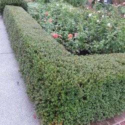 Northern Charm Boxwood, Roses