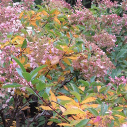 Unique Panicle Hydrangea