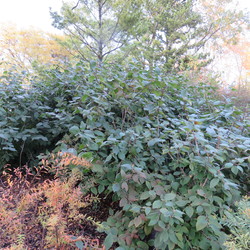 Hupeh Viburnum, Menzies Spirea