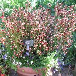 Lena Broom & Sunrise Primrose