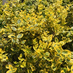 Euonymus fortunei 'Emerald 'n Gold'