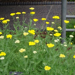 Coronation Gold Yarrow, in bloom