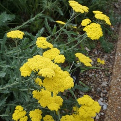 Yarrow - Moonshine, in bloom