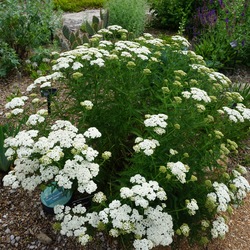 Snow Sport Yarrow, in bloom