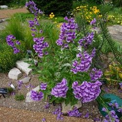Dew Flower, in bloom