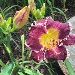 California Goldrush Daylily, in bloom