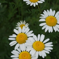 Flowers of Dog Fennel
