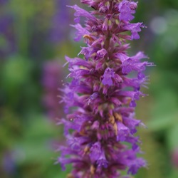Flowers of Blue Boa Giant Hyssop