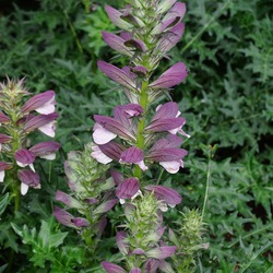 Flowers of Bear's Breeches