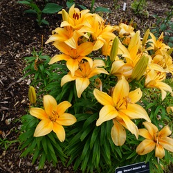 Buff Pixie Dwarf Asian Lily, in bloom