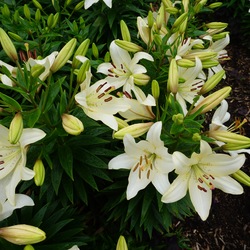 Royal Lace Asiatic Lily, in bloom