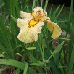 Flower of Akimatsuri Iris