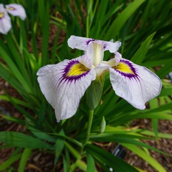 Flower of Himebotaru Iris