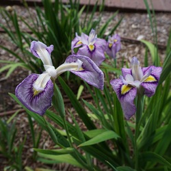 Taremurasaki Iris, in bloom