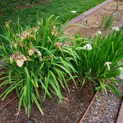 Yukiyanagi Iris, Yarai Iris 