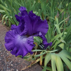 Flower of Posh Place Tall Bearded Iris