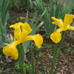 Missouri Springs Spuria Iris, in bloom