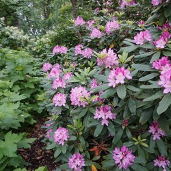 Maxecat Rhododendron, in bloom