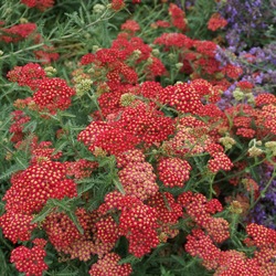 Strawberry Seduction Yarrow 