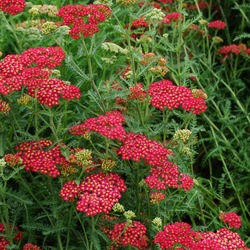 Strawberry Seduction Yarrow, in bloom