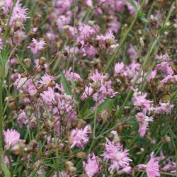 Flowers of Petite Jenny Ragged Robin 