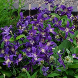 Sapphire Indigo Clematis, in bloom