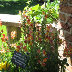 Solstice Orange Tricolor Snapdragon 