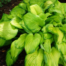 Bright Green Hosta