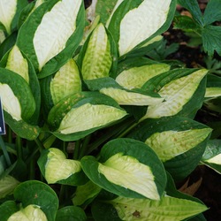 Gypsy Rose Hosta
