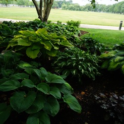 Gypsy Rose Hosta, Fried Green Tomatoes Hosta