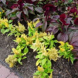 Castle Yellow Plumed Celosia